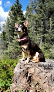 bella beanz daball deeohgee 406 pet crematory obituary