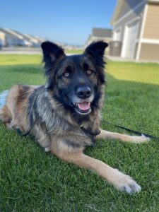 champ belgarde obituary 406 pet crematory