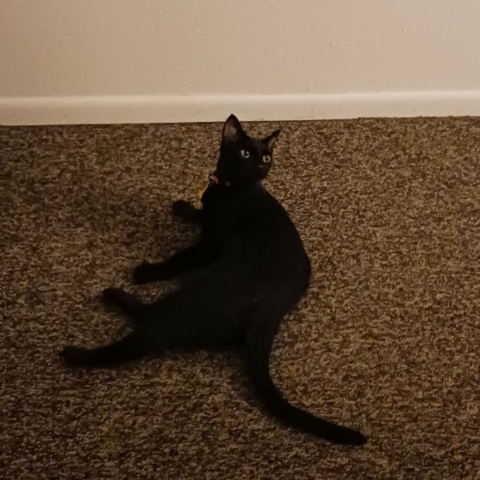 Coco